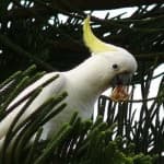 Sample 5 – Sulphur crested cockatoo
