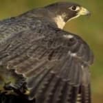 Sample 1 – Peregrine falcon