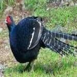Sample 4 – Mikado pheasant