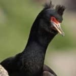 Sample 4 – Red faced cormorant