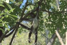 Sample 4 – Spider monkey