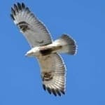 Sample 1 – Rough leg buzzard