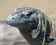 Sample 1 – Komodo dragon
