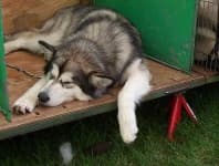 Sample 6 – Malamute