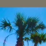 Sample 5 – Foliage