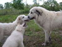 Sample 3 – Great pyrenees