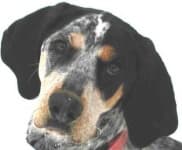 Sample 2 – Bluetick