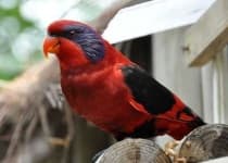 Sample 4 – Lory