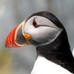 Sample 3 – Puffin