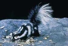 Sample 6 – Skunk