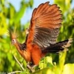 Sample 2 – Hoatzin