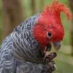 Sample 5 – Gang gang cockatoo