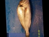 Sample 6 – Gilt head bream