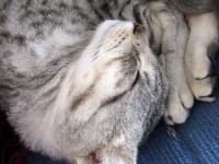 Sample 5 – Egyptian cat