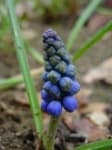 Sample 6 – Grape hyacinth