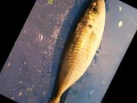 Sample 6 – Hourse mackerel