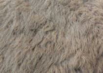 Sample 3 – Matted