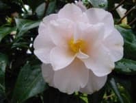 Sample 3 – Camellia