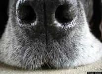 Sample 1 – Dog nose