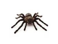 Sample 3 – Spider