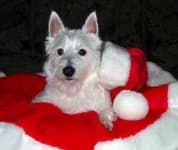 Sample 4 – Scotch terrier