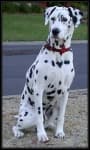 Sample 2 – Dalmatian