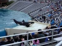 Sample 4 – Killer whale
