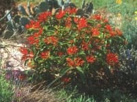 Sample 6 – Bush