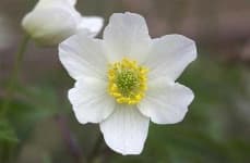 Sample 5 – Windflower