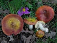 Sample 6 – Russula