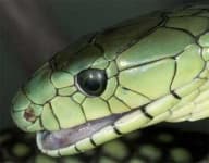 Sample 3 – Green mamba