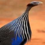 Sample 3 – Vulturine guineafowl