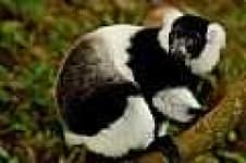 Sample 1 – Indri