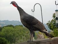 Sample 5 – Turkey