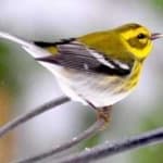 Sample 6 – Townsends warbler