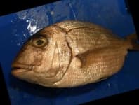 Sample 6 – Red sea bream