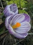 Sample 4 – Spring crocus