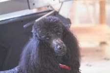 Sample 6 – Standard poodle
