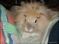 Sample 1 – Angora