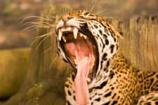 Sample 7 – Jaguar car