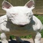 Sample 3 – Bull terrier