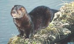 Sample 4 – Weasel