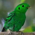 Sample 2 – Green broadbill