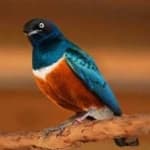 Sample 5 – Superb starling