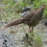 Sample 2 – Pheasant