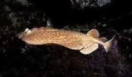 Sample 2 – Electric ray