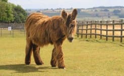 Sample 4 – Donkey