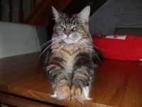 Sample 1 – Maine coon