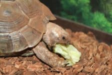 Sample 3 – Tortoise