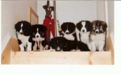 Sample 2 – Border collie